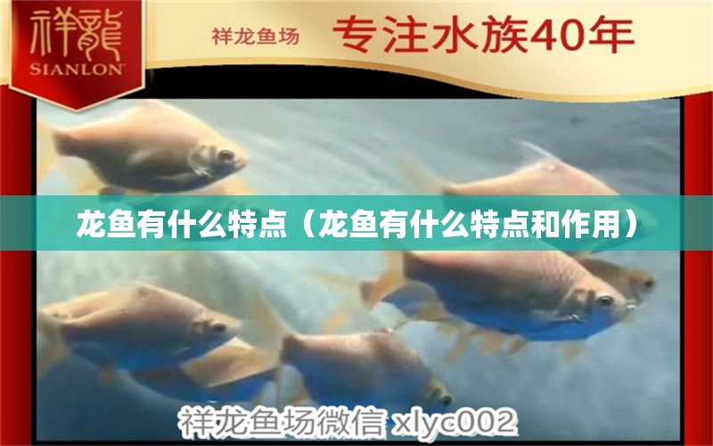 龍魚有什么特點（龍魚有什么特點和作用） 龍魚疾病與治療