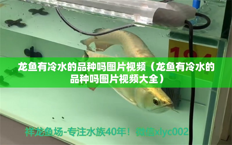 龍魚(yú)有冷水的品種嗎圖片視頻（龍魚(yú)有冷水的品種嗎圖片視頻大全）