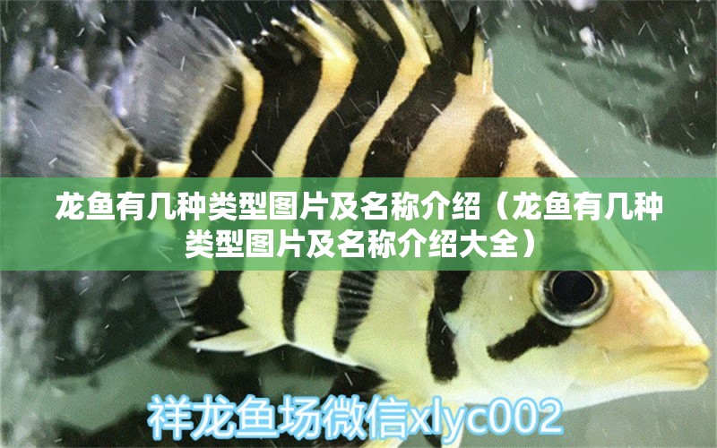 龍魚有幾種類型圖片及名稱介紹（龍魚有幾種類型圖片及名稱介紹大全） 龍魚疾病與治療