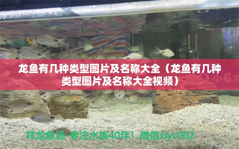 龍魚有幾種類型圖片及名稱大全（龍魚有幾種類型圖片及名稱大全視頻）