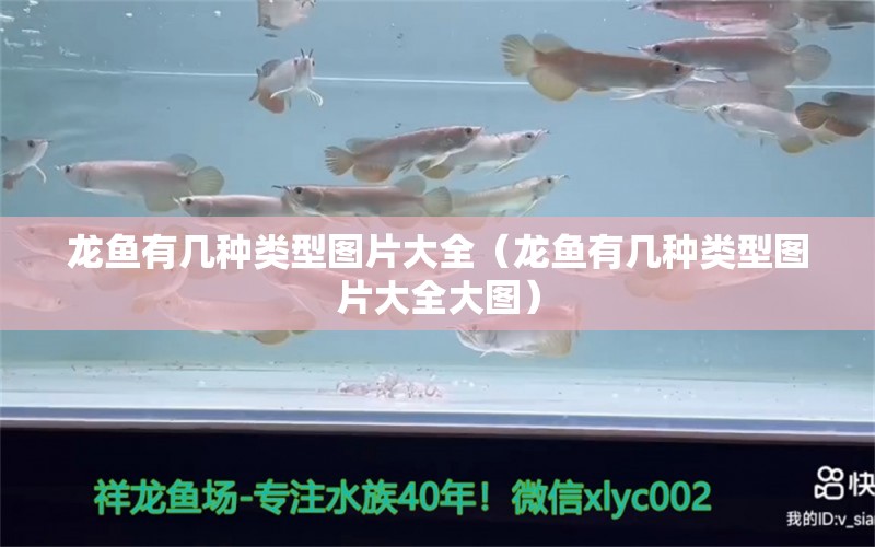 龍魚有幾種類型圖片大全（龍魚有幾種類型圖片大全大圖） 龍魚疾病與治療