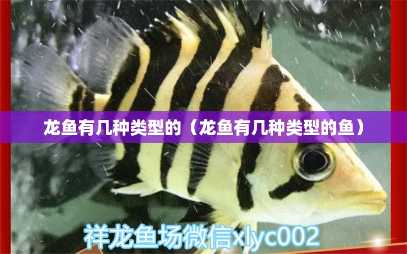 龍魚有幾種類型的（龍魚有幾種類型的魚） 龍魚疾病與治療