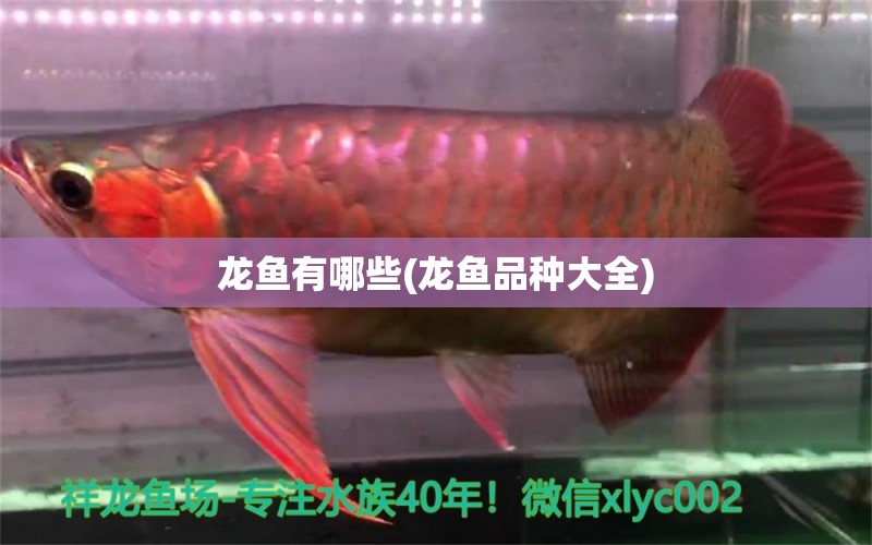 龍魚有哪些(龍魚品種大全) ?；?異型虎魚/純色虎魚