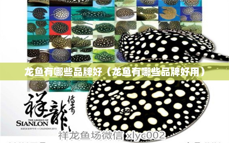 龍魚(yú)有哪些品牌好（龍魚(yú)有哪些品牌好用）