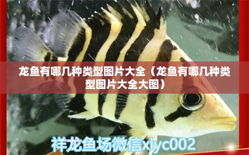 龍魚(yú)有哪幾種類型圖片大全（龍魚(yú)有哪幾種類型圖片大全大圖） 龍魚(yú)疾病與治療