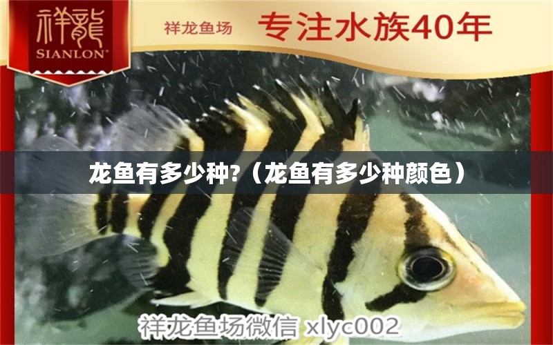 龍魚有多少種?（龍魚有多少種顏色） 龍魚疾病與治療