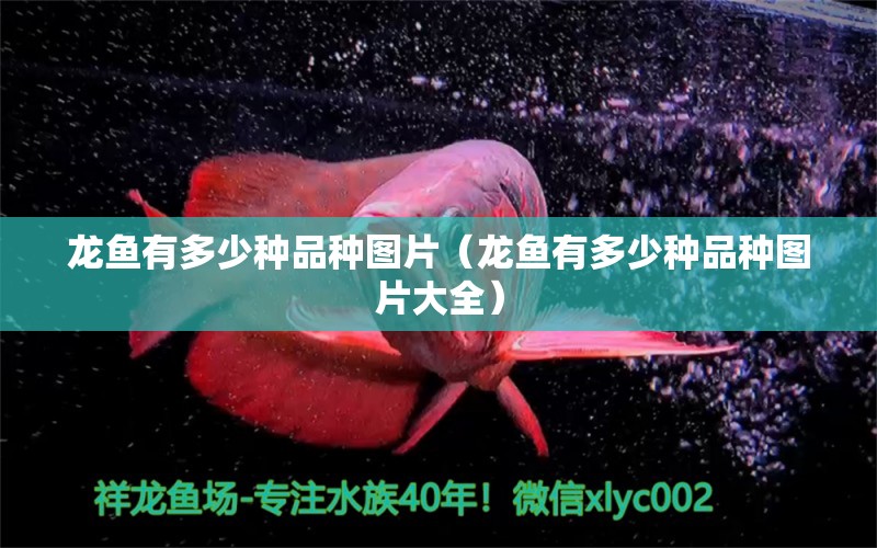 龍魚有多少種品種圖片（龍魚有多少種品種圖片大全） 龍魚疾病與治療