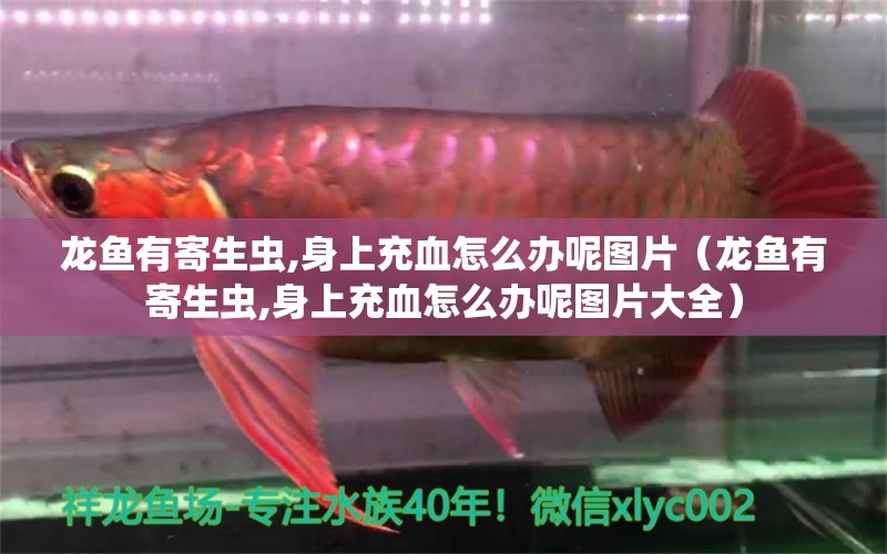 龍魚有寄生蟲,身上充血怎么辦呢圖片（龍魚有寄生蟲,身上充血怎么辦呢圖片大全） 龍魚疾病與治療