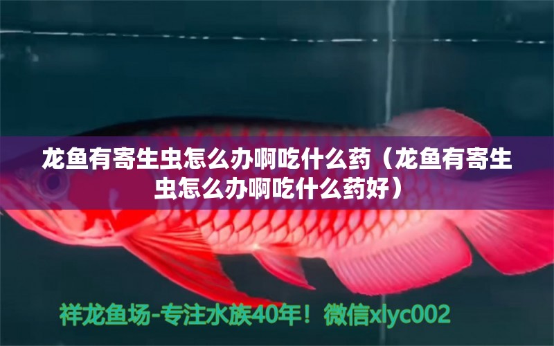 龍魚(yú)有寄生蟲(chóng)怎么辦啊吃什么藥（龍魚(yú)有寄生蟲(chóng)怎么辦啊吃什么藥好）