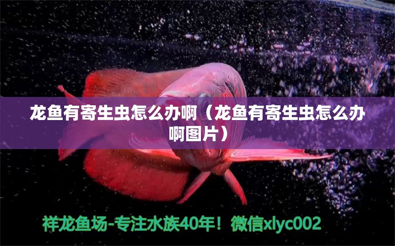 龍魚有寄生蟲怎么辦?。堲~有寄生蟲怎么辦啊圖片） 龍魚疾病與治療