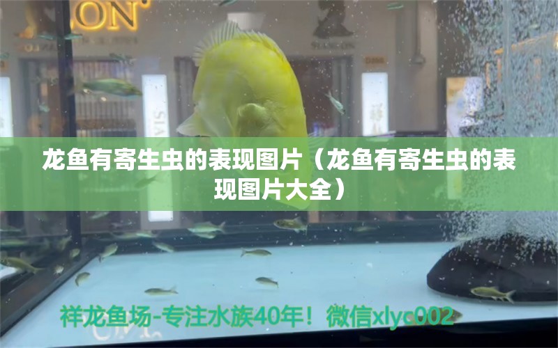 龍魚有寄生蟲的表現(xiàn)圖片（龍魚有寄生蟲的表現(xiàn)圖片大全）