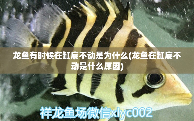 龍魚(yú)有時(shí)候在缸底不動(dòng)是為什么(龍魚(yú)在缸底不動(dòng)是什么原因) 黃金夢(mèng)幻雷龍魚(yú) 第1張