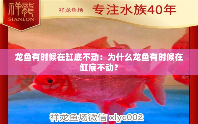 龍魚有時候在缸底不動：為什么龍魚有時候在缸底不動？ 龍魚百科 第2張