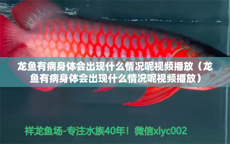 龍魚有病身體會出現(xiàn)什么情況呢視頻播放（龍魚有病身體會出現(xiàn)什么情況呢視頻播放）