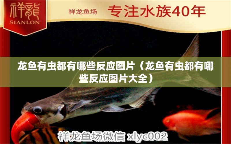 龍魚(yú)有蟲(chóng)都有哪些反應(yīng)圖片（龍魚(yú)有蟲(chóng)都有哪些反應(yīng)圖片大全） 龍魚(yú)疾病與治療