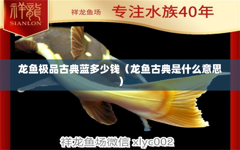 龍魚極品古典藍多少錢（龍魚古典是什么意思） 觀賞魚