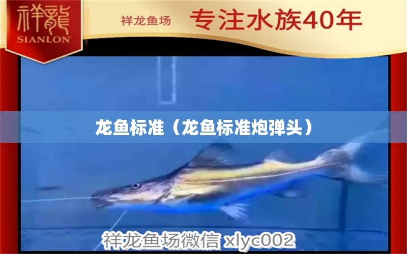 龍魚標準（龍魚標準炮彈頭）