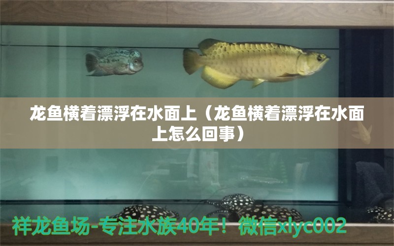 龍魚(yú)橫著漂浮在水面上（龍魚(yú)橫著漂浮在水面上怎么回事）