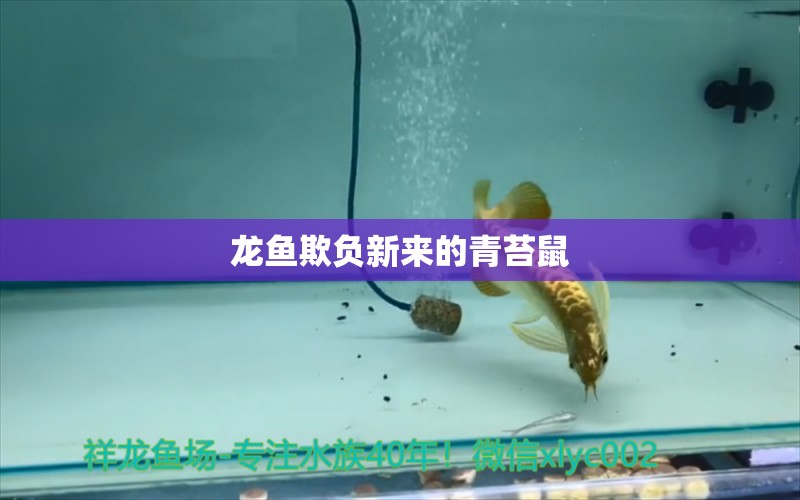 龍魚(yú)欺負(fù)新來(lái)的青苔鼠 觀賞魚(yú)論壇 第2張