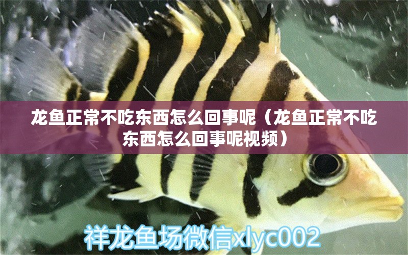 龍魚正常不吃東西怎么回事呢（龍魚正常不吃東西怎么回事呢視頻） 龍魚疾病與治療