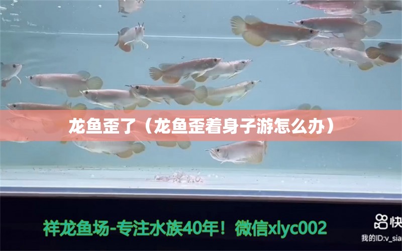 龍魚歪了（龍魚歪著身子游怎么辦）