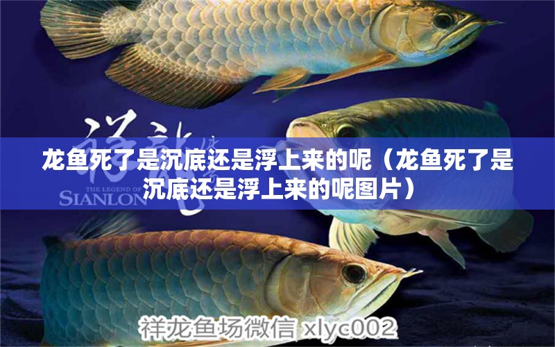 龍魚死了是沉底還是浮上來的呢（龍魚死了是沉底還是浮上來的呢圖片） 廣州龍魚批發(fā)市場