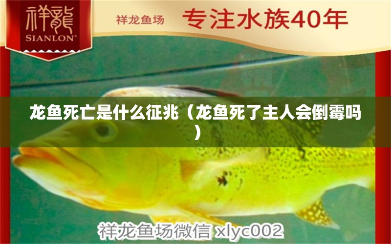 龍魚(yú)死亡是什么征兆（龍魚(yú)死了主人會(huì)倒霉嗎）