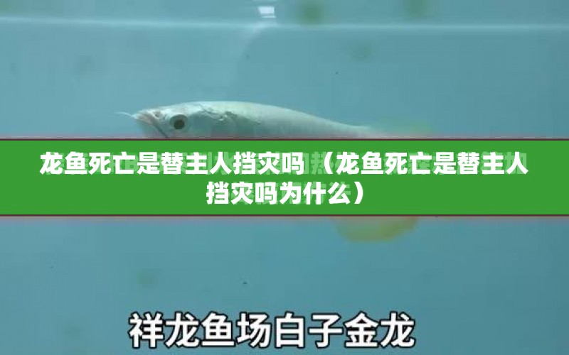 龍魚(yú)死亡是替主人擋災(zāi)嗎 （龍魚(yú)死亡是替主人擋災(zāi)嗎為什么）