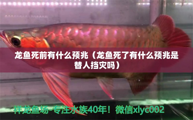 龍魚死前有什么預(yù)兆（龍魚死了有什么預(yù)兆是替人擋災(zāi)嗎）