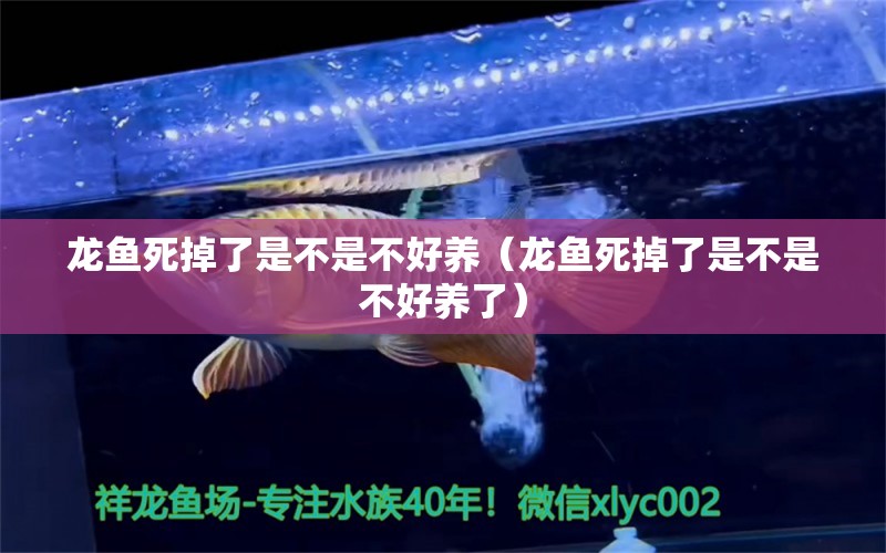 龍魚死掉了是不是不好養(yǎng)（龍魚死掉了是不是不好養(yǎng)了） 廣州龍魚批發(fā)市場