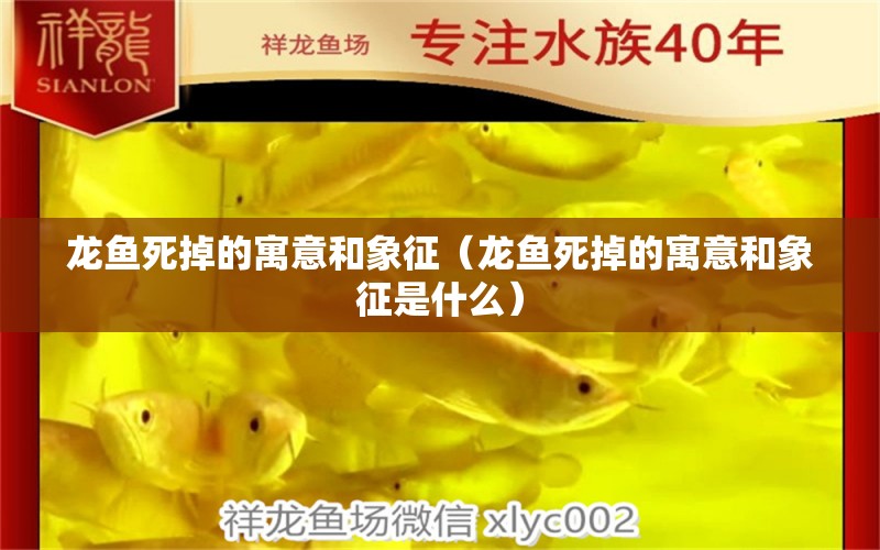 龍魚(yú)死掉的寓意和象征（龍魚(yú)死掉的寓意和象征是什么） 廣州龍魚(yú)批發(fā)市場(chǎng)