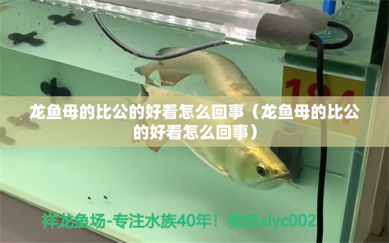 龍魚母的比公的好看怎么回事（龍魚母的比公的好看怎么回事） 龍魚疾病與治療