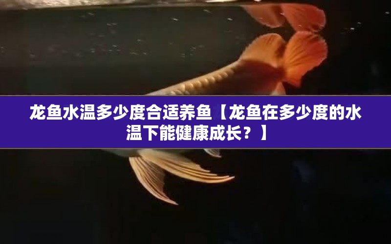 龍魚水溫多少度合適養(yǎng)魚【龍魚在多少度的水溫下能健康成長？】 水族問答 第1張