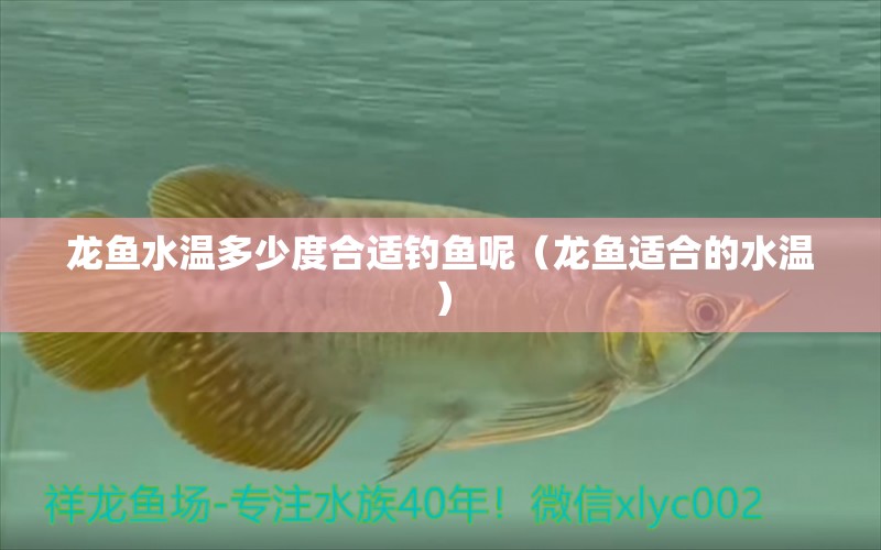 龍魚水溫多少度合適釣魚呢（龍魚適合的水溫）