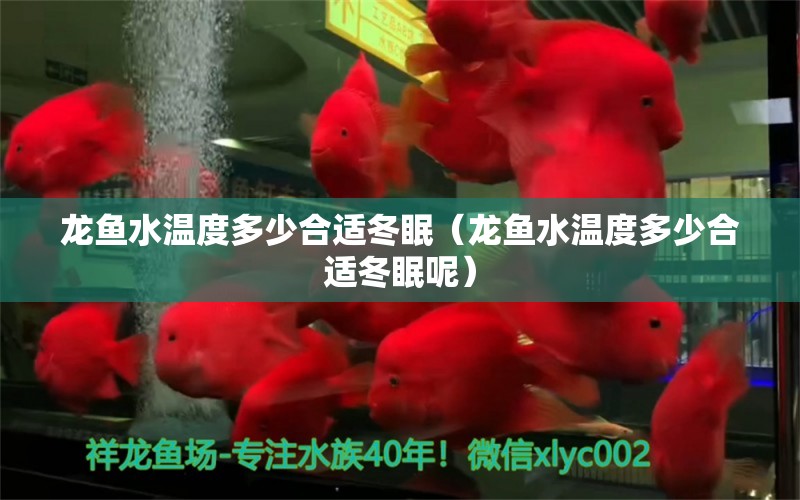 龍魚(yú)水溫度多少合適冬眠（龍魚(yú)水溫度多少合適冬眠呢）