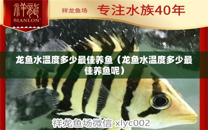 龍魚水溫度多少最佳養(yǎng)魚（龍魚水溫度多少最佳養(yǎng)魚呢） 廣州龍魚批發(fā)市場