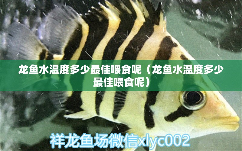 龍魚水溫度多少最佳喂食呢（龍魚水溫度多少最佳喂食呢） 福滿鉆魚