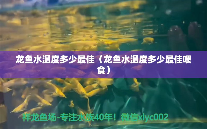 龍魚水溫度多少最佳（龍魚水溫度多少最佳喂食） 廣州龍魚批發(fā)市場