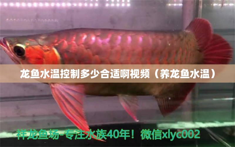 龍魚水溫控制多少合適啊視頻（養(yǎng)龍魚水溫） 觀賞魚