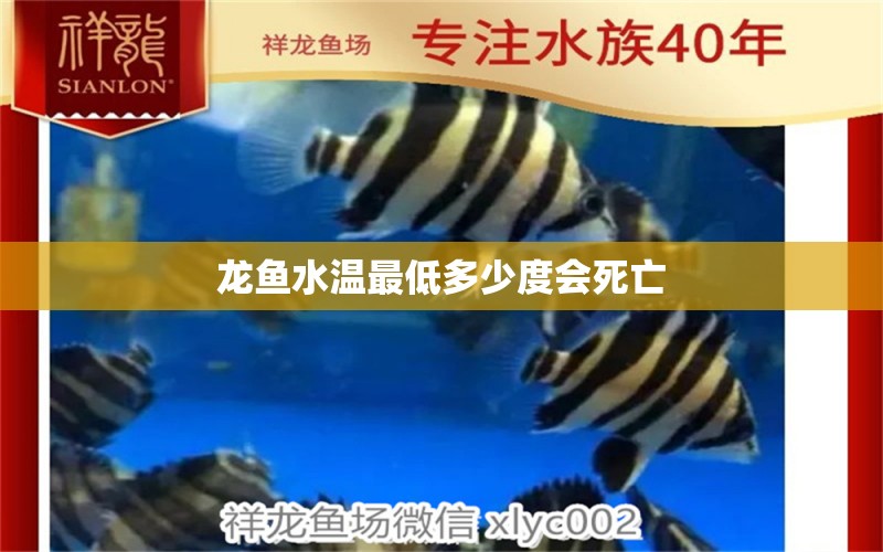 龍魚水溫最低多少度會(huì)死亡 龍魚百科 第2張