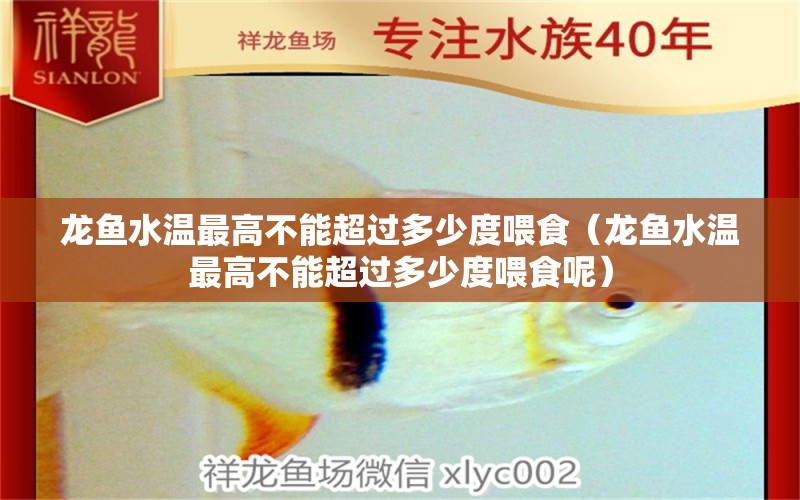 龍魚水溫最高不能超過(guò)多少度喂食（龍魚水溫最高不能超過(guò)多少度喂食呢）