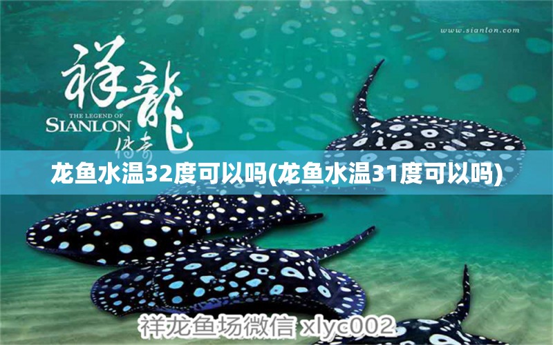 龍魚水溫32度可以嗎(龍魚水溫31度可以嗎) 國產(chǎn)元寶鳳凰魚