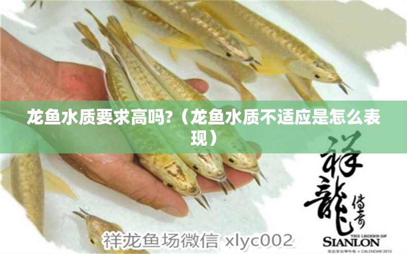 龍魚水質(zhì)要求高嗎?（龍魚水質(zhì)不適應(yīng)是怎么表現(xiàn)）