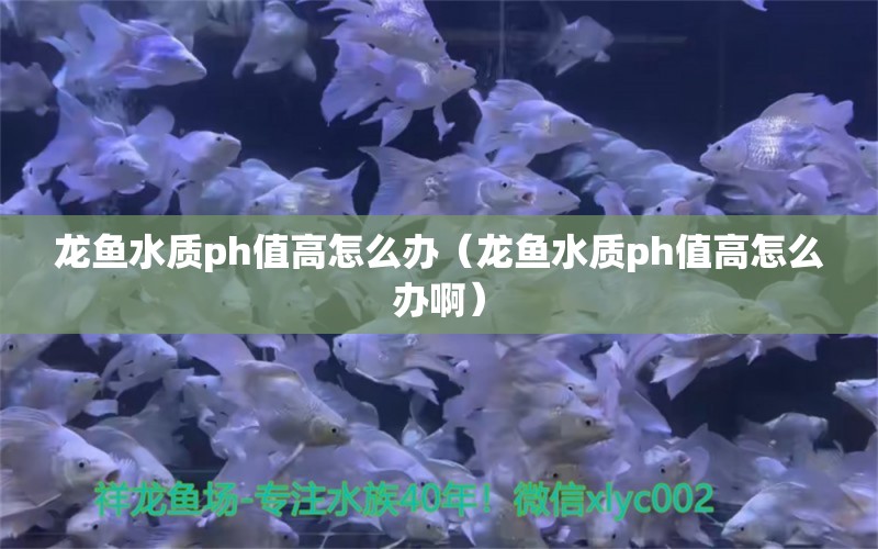 龍魚水質(zhì)ph值高怎么辦（龍魚水質(zhì)ph值高怎么辦?。?廣州龍魚批發(fā)市場(chǎng)