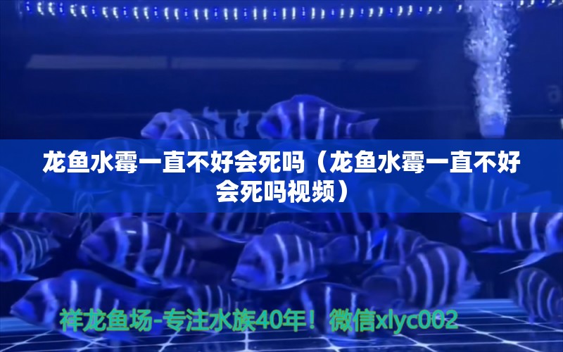 龍魚(yú)水霉一直不好會(huì)死嗎（龍魚(yú)水霉一直不好會(huì)死嗎視頻） 龍魚(yú)疾病與治療