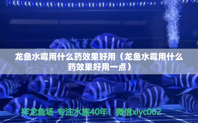 龍魚(yú)水霉用什么藥效果好用（龍魚(yú)水霉用什么藥效果好用一點(diǎn)）