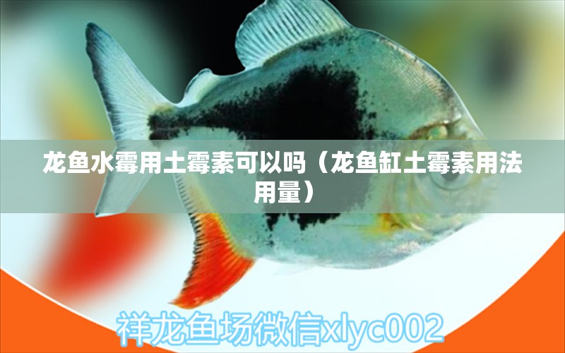 龍魚水霉用土霉素可以嗎（龍魚缸土霉素用法用量）