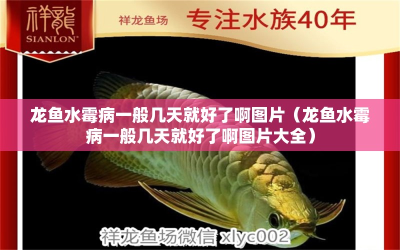 龍魚水霉病一般幾天就好了啊圖片（龍魚水霉病一般幾天就好了啊圖片大全） 龍魚疾病與治療