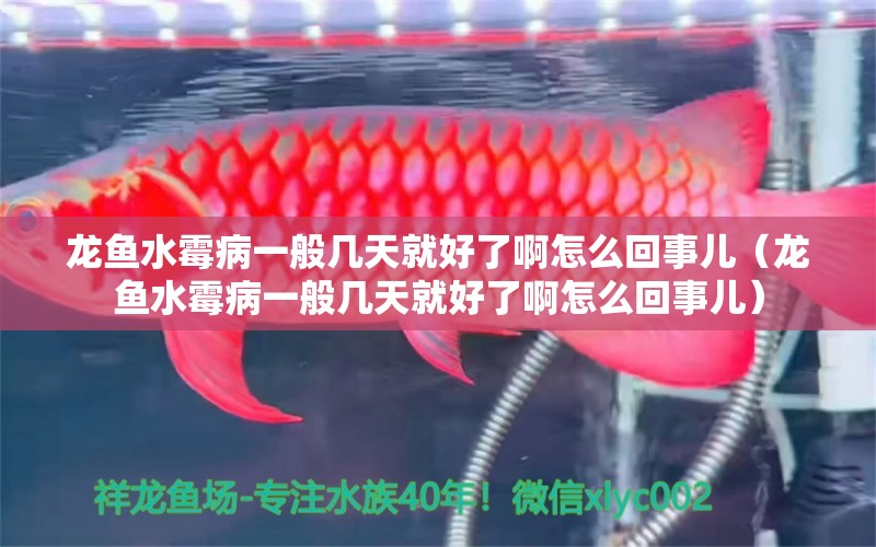 龍魚水霉病一般幾天就好了啊怎么回事兒（龍魚水霉病一般幾天就好了啊怎么回事兒）