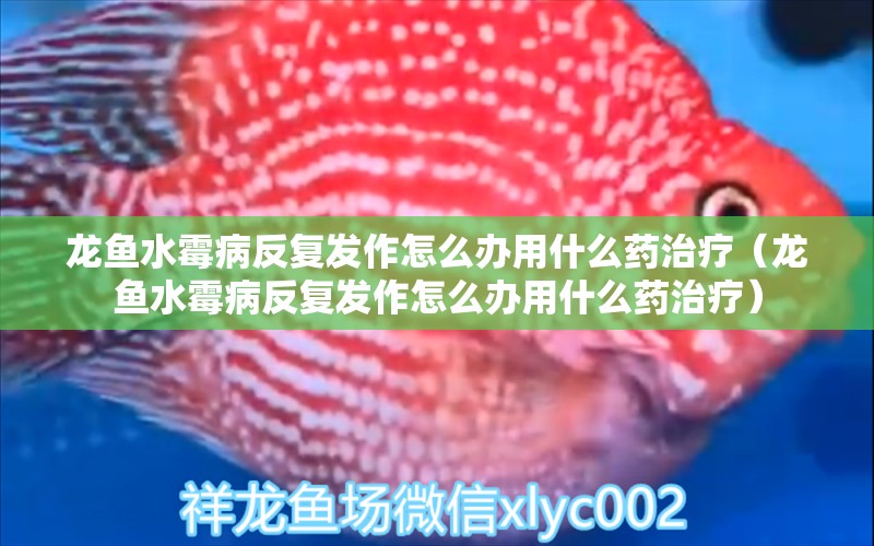 龍魚水霉病反復(fù)發(fā)作怎么辦用什么藥治療（龍魚水霉病反復(fù)發(fā)作怎么辦用什么藥治療）